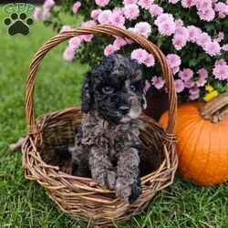 Elsa/Mini Goldendoodle									Puppy/Female	/6 Weeks,To contact the breeder about this puppy, click on the “View Breeder Info” tab above.