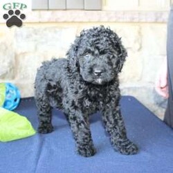 Kathy/Mini Labradoodle									Puppy/Female	/6 Weeks,Are you searching for a Mini Labradoodle who will have a hypoallergenic coat and feel soft and snuggly like a Poodle? We have been specializing in multigenerational Mini Labradoodles for years and have finally perfected the coat textures of our puppies so that you can enjoy the happy go lucky personality of the Labrador with the convenience of the Poodle coat! Our puppies come up to date on shots and dewormer and will be vet checked before they leave. We offer a 1 Year Genetic Health Guarantee as well! If you are looking for the perfect pup this fall contact us today! 