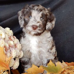 Carly/Mini Labradoodle									Puppy/Female	/6 Weeks, Hi! Im Carly, the sweetest little F1B mini labradoodle. Im a small bundle of joy, full of hugs and kisses! My coat is soft and fluffy. My unique colors are blended to perfection!! I’d love to be a part of your family, bring puppy love into your home, run and play with you, and of course lots of snuggling!! Prepare to fall in love!