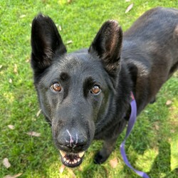 Adopt a dog:Winter/German Shepherd Dog/Female/6 Years 10 Months,Hey there our names are Jett and Winter and we are a super sweet bonded pair that absolutely adore each other and can't bare to be separated, so we are hoping to find that super special human who has the room in their hear and love to give two dogs!! We would love a family that will include us in all their activities, we love to go on adventures and car rides, we are both currently on a weight lose plan so regular exercise is a must for us to keep us healthy and strong. We will need a nice secure backyard with solid fencing to explore, play and nap in while you are out or at work, with lots of sleeping spots to keep us comfy. Indoor and outdoor access would be ideal for us as we have had this previously and it would be great to be able to find a cool spot in the hotter months. We will need children that are slightly older and confident around larger dogs, we have not previously lived with kids but have had interactions with them, so kids that are a bit calmer and will take it slower with us would be best. We have both met dogs here at the shelter and are showing playful behaviours, however due to the amount of change we have been through we would be best to be the only 2 dogs in the home for now while we adjust. Requirements: -Must meet all family  –  No children under 12 -Must be rehomed with Winter  –  Solid fencing -Indoor/outdoor access If you think we could be the pair for you, please head into the shelter today we can hardly wait to find out very own home. Love and kisses, Jett & Winter