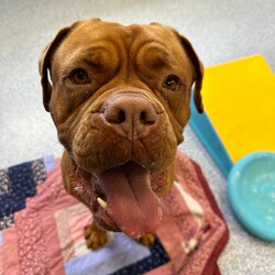 Nala/Dogue de Bordeaux/Female/4 Years 12 Months,Hello there! My name is Nala and I'm a lovely Dogue de Bordeaux. I'm nearly 5 years old, but don't let that fool you, I'm still full of life and love. I love to nap in the sun and go for leisurely walks – and of course I love treats! I'm a low energy dog, I promise to be the perfect companion for those cozy nights in. I'm looking for a home where I can be the only dog; I love all the attention! I can't wait to find my forever home and become your best friend. I'd prefer older children as I can be a bit boisterous and would prefer a calm, consistent household. Requirements: Nala is such a sweet and beautiful girl, sure to brighten up your life! Come on in and say hi! Love and dribbles, Nala!