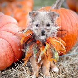 Russell/Yorkshire Terrier/Male/Baby