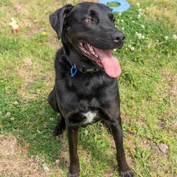 Frankie/Labrador Retriever / Australian Kelpie/Male/7 Years 3 Months,Hey there my name is Frankie and I am an older fella who is looking for my new forever home where I can spend my days relaxing in the sun and my nights cuddling while watching some Netflix with my humans!! A little about me, I will need a quieter home with no children as I need a predictable home life. I would love to have indoor and outdoor access so that I can explore the yard and then curl up in a nice comfy spot to sleep. I also have a good association with crates and find these comforting so settling up a crate as a safe haven is a great idea for me. I will need an owner who is experienced with dogs and has some knowledge when it comes to training, I respond well to positive reinforcement training and will need this in my new home. I will need a nice secure yard to explore and nap in and I will also need to be the only animal in the home. I can walk at distance from other dogs but get uncomfortable when they come close so I won't be the boy that can go to off lead areas or cafes that are heavy with dog traffic. Requirements: -Must meet all family -Adult Only Home -Must be only dog -Quiet Home -Experienced Owner  ﻿**If you are interested is giving this wonderful pet a home please visit our website and complete an expression of interest 