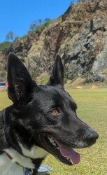 Preston/Border Collie / Australian Kelpie/Male/5 Years 5 Months,Hello there, I'm Preston, a 5-year-old male Australian Kelpie with a heart full of love! I'm in search of a special human companion who can provide the home environment that suits me best. That includes someone who will be home most (if not all) of the time. I'm a mild-mannered guy, perfect for seniors or those leading a quiet lifestyle. I've got a bit of a stubborn streak, so I'll need an experienced owner who knows my breed and can handle my funny quirks. I have some lovely basic skills and I'm very gentle around people, I enjoy meeting strangers and getting some nice pats. I have office time each day while I live at the shelter, I sleep and relax, interact with the staff, I'm a perfect companion for someone that works from home! I'm a bit of a loner and like my space, so a single dog household where I can get all the love and attention would be ideal for me. I love exploring and sniffing around, so a secure outdoor space would be a dream come true! If you have the knowledge, experience, and a secure backyard, you might be my perfect match! Can't wait to meet you and start our life together. Requirements: 