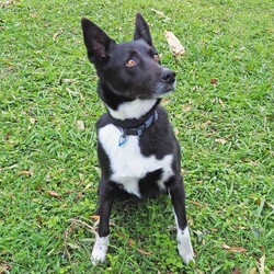 Preston/Border Collie / Australian Kelpie/Male/5 Years 5 Months,Hello there, I'm Preston, a 5-year-old male Australian Kelpie with a heart full of love! I'm in search of a special human companion who can provide the home environment that suits me best. That includes someone who will be home most (if not all) of the time. I'm a mild-mannered guy, perfect for seniors or those leading a quiet lifestyle. I've got a bit of a stubborn streak, so I'll need an experienced owner who knows my breed and can handle my funny quirks. I have some lovely basic skills and I'm very gentle around people, I enjoy meeting strangers and getting some nice pats. I have office time each day while I live at the shelter, I sleep and relax, interact with the staff, I'm a perfect companion for someone that works from home! I'm a bit of a loner and like my space, so a single dog household where I can get all the love and attention would be ideal for me. I love exploring and sniffing around, so a secure outdoor space would be a dream come true! If you have the knowledge, experience, and a secure backyard, you might be my perfect match! Can't wait to meet you and start our life together. Requirements: 