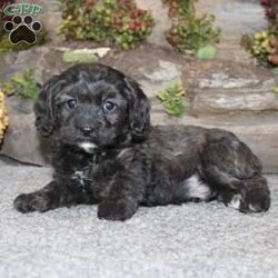 Charlie/Cavapoo									Puppy/Male	/September 5th, 2024,Take a look at this charming F1 Cavapoo puppy who is well socialized and adjusted to a family atmosphere! This little cutie comes up to date on shots and dewormer and vet checked, and the breeder offers an extended health guarantee. If you are searching for a friendly, hypoallergenic puppy to add to your home contact us today! 