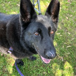 Adopt a dog:Winter/German Shepherd Dog/Female/6 Years 10 Months,Hey there our names are Jett and Winter and we are a super sweet bonded pair that absolutely adore each other and can't bare to be separated, so we are hoping to find that super special human who has the room in their hear and love to give two dogs!! We would love a family that will include us in all their activities, we love to go on adventures and car rides, we are both currently on a weight lose plan so regular exercise is a must for us to keep us healthy and strong. We will need a nice secure backyard with solid fencing to explore, play and nap in while you are out or at work, with lots of sleeping spots to keep us comfy. Indoor and outdoor access would be ideal for us as we have had this previously and it would be great to be able to find a cool spot in the hotter months. We will need children that are slightly older and confident around larger dogs, we have not previously lived with kids but have had interactions with them, so kids that are a bit calmer and will take it slower with us would be best. We have both met dogs here at the shelter and are showing playful behaviours, however due to the amount of change we have been through we would be best to be the only 2 dogs in the home for now while we adjust. Requirements: -Must meet all family  –  No children under 12 -Must be rehomed with Winter  –  Solid fencing -Indoor/outdoor access If you think we could be the pair for you, please head into the shelter today we can hardly wait to find out very own home. Love and kisses, Jett & Winter