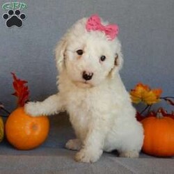 Pixie/Mini Goldendoodle									Puppy/Female	/8 Weeks,Prepare to fall in love !!! My name is Pixie and I’m the sweetest little F1b mini goldendoodle looking for my furever home! One look into my warm, loving eyes and at my silky soft coat and I’ll be sure to have captured your heart already! I’m very happy, playful and very kid friendly and I would love to fill your home with all my puppy love!! I am full of personality, and I give amazing puppy kisses! I stand out way above the rest with my beautiful white coat with red markings ! I will come to you vet checked, microchipped and up to date on all vaccinations and dewormings . I come with a 1-year guarantee with the option of extending it to a 3-year guarantee and our puppies also come with 30 days of pet insurance! My mother is Sophie, our 40#mini goldendoodle with a heart of gold and my father is Zeke, our 10# happy and playful apricot and white poodle and he has been genetically tested!  I will grow to approx 22-26# and I will be hypoallergenic and nonshedding! Why wait when you know I’m the one for you? Call or text Martha to make me the newest addition to your family and get ready to spend a lifetime of tail wagging fun with me! (7% sales tax on in home pickups)