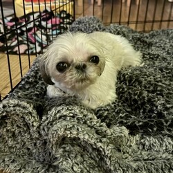 Adopt a dog:May/Shih Tzu/Female/Adult,May is a teensie little 4.5lb bean who loves comfy beds, blankets and your lap. She really does love people and is good with other dogs, cats, and kids. May would do best in a quiet home because of her size.