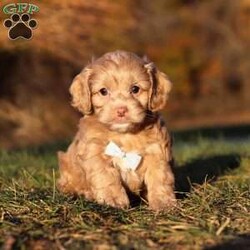 Everett/Cockapoo									Puppy/Male	/9 Weeks,Meet our handsome Cockapoo puppy named Everett! He is a delightful boy that is filled with charm and intelligence, he has already stolen our hearts with his playful personality and affectionate nature. Whether he’s bouncing around in the backyard, playing with his favorite toys or snuggling up for a nap, this little one is just a ray of sunshine:) He would be the perfect addition to any loving home!