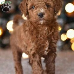 Cinnamon/Mini Goldendoodle									Puppy/Female	/7 Weeks,Meet our teeny little puppies here at “Doodlebabys”! These adorable lil fur babies are as cute as can be..with their playful antics and wagging tails,they will melt your heart immediately!Rach one is bursting with Love,and would be the perfect lil Teddy to snuggle up with on Christmas Eve!They will be ready to go home just before Christmas…Puppies will be started with crate training,and litter box training!