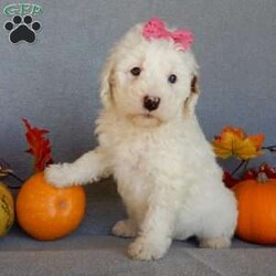 Pixie/Mini Goldendoodle									Puppy/Female	/8 Weeks,Prepare to fall in love !!! My name is Pixie and I’m the sweetest little F1b mini goldendoodle looking for my furever home! One look into my warm, loving eyes and at my silky soft coat and I’ll be sure to have captured your heart already! I’m very happy, playful and very kid friendly and I would love to fill your home with all my puppy love!! I am full of personality, and I give amazing puppy kisses! I stand out way above the rest with my beautiful white coat with red markings ! I will come to you vet checked, microchipped and up to date on all vaccinations and dewormings . I come with a 1-year guarantee with the option of extending it to a 3-year guarantee and our puppies also come with 30 days of pet insurance! My mother is Sophie, our 40#mini goldendoodle with a heart of gold and my father is Zeke, our 10# happy and playful apricot and white poodle and he has been genetically tested!  I will grow to approx 22-26# and I will be hypoallergenic and nonshedding! Why wait when you know I’m the one for you? Call or text Martha to make me the newest addition to your family and get ready to spend a lifetime of tail wagging fun with me! (7% sales tax on in home pickups)