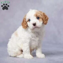 Ike/Cavapoo									Puppy/Male	/5 Weeks,Meet Ike, the lovable F1 Cavapoo who’s looking for his forever family! Raised in a warm, loving environment, Ike is well-socialized and ready to be your best friend. He’s been fully vet-checked, up-to-date on his vaccines and dewormer, and is microchipped for added peace of mind. Ike also comes with a health guarantee, so you can feel confident in his happy, healthy future. His parents are both AKC registered and have passed genetic health tests, ensuring that Ike has a great start in life. Plus, we offer delivery options to make bringing him home easy and convenient, no matter where you are. Ike is ready to shower you with love and joy—don’t miss the chance to welcome this sweet boy into your home!