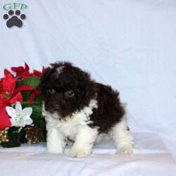 Spencer/Toy Poodle									Puppy/Male	/7 Weeks,This baby boy is ready to find his forever home! He is expected to be around 7-9 lb full grown. He is being family raised with children and is very well socialized. He is up to date on all vaccines and preventive deworming. We encourage you to come meet him in person, however if you are out of the area, we offer facetime calls! If you have any questions or would like to make a deposit to place him on hold, give us a call/text or send us a message. All of our puppies go home with their proper paperwork, a 2 year genetic health guarantee, 30 free trail of Trupanion Pet Insurance, pre-paid registration that is emailed to you once you bring your puppy home, a pre-paid online K9 Master Class and microchipped. Each of our puppies also go home with some food to transition on, NuVet & treats. We do accept Venmo & PayPal. license#4240