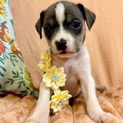 Adopt a dog:Bluey Betty/Pit Bull Terrier/Female/Baby,Meet Bluey! She is currently 4 weeks old, and we think she may be a tiny Pit Bull Terrier mix, but with rescue its always a guess! This puppy is from a part of the US where puppies are regularly euthanized. So, this puppy needs you! If you choose a puppy from this rescue, it saves their life AND it also allows us to save the life of another in its place.

Bluey is playful, sweet, curious, and cuddly. She loves to play with her siblings and take lots of naps. Eat, sleep, play, repeat - such is puppy life! 

Bluey is still young so she will need a family that can commit to training, socialization and all the dedication puppyhood requires. Her new family will need to continue with potty and crate training and daily exercise. We require a commitment from adoptive families to crate train their new puppy. When old enough, they will be perfect to go on walks and hikes or show off around your neighborhood. 

You will be guaranteed to get lots of kisses in return from your new best friend!

Application link: https://adopt.animalsfirst.com/animal/62cc8e128b02916730334440/671af7d319e65101d10ddb21

Please email tim@threelittlepittiesrescue.org with any questions.

Available for adoption in NV, MT, CO,UT, ID, OR, WA, Canada, and now the East Coast! Our PNW dogs are brought to you in style by a beautiful USDA licensed semi-truck, equipped with air conditioning for comfort, two drivers, and 2 onboard attendants providing 24 hour care. Our East Coast route will travel in a private, air conditioned 3LP-run van transport. 

Pick up day is unforgettable! You will get to follow along on their journey through a private FB Event page, where you will see photos, have the opportunity to connect with other adopters, and receive updates and constant communication along the way. One of our Adoption Coordinators can help to find the closest transport pick up location to you!

The adoption fee is $900.00 and includes all vetting as recommended by our doctor: DAPP (2 to 4 depending on age and time in the program), Bordetella, Rabies vaccine (if old enough), multiple broad spectrum deworming treatments, spay/neuter, flea prevention, 2 months of heartworm preventative, extended medical such as dentals, eye surgeries, and orthopedic surgeries prior to adoption when suggested by our partner vets, a microchip with free lifetime registration, a high quality nylon Martingale collar for dogs over 4 months old, a health certificate deeming the pup healthy for travel, cost of transport*, and many priceless years of love and loyal companionship!

*WE ARE TOLD THAT WE GO ABOVE AND BEYOND MEDICALLY. This is the feedback we tend to get, although we cannot guarantee perfect health. 
*To fully vet a dog in the PNW or the NE at many vets it would be upwards of $1,800 just to fix, vaccinate, chip, etc. The adoption fees charged by our rescue do not cover our expenses medically for each animal, but we offset costs with donations. Your adoption fee is considered a donation towards actual costs.

Why adopt from Three Little Pitties?

The stray and animal overpopulation in the Greater Houston area is the highest in the nation. Statistics show that there are over 1 million homeless animals in this region alone. Three Little Pitties Rescue is a nonprofit dog and cat rescue that partners with the community to make a difference. Our mission is to reduce the homeless pet population through community outreach, free spay and neuter services, and saving all breeds of dogs and cats from the streets or animal shelters that oftentimes have no other option but to euthanize animals for space. This dog youve found online is lucky to be in our program, and even luckier to have you notice it!

Three Little Pitties wants to set you and your new pet up for success! We know our dogs and we work hard to prepare them socially for adoption. We are a network of dedicated people who are heavily invested in seeing our animals thrive. From the moment they are accepted into our program, our Intake, Behavior & Medical teams prepare them for adoption by properly vetting, behaviorally assessing, and providing customized plans depending on the dogs needs. We seek to adopt to families who understand that these are rescue dogs and will require continued training efforts, but will be well on their way to being the best dogs that they can be!

It doesnt stop there! Our adopters also receive these special perks:

 30 day trial of pet insurance with Trupanion (must register within 24 hours of first vet appt.)
 A free private online dog training session with GoodPup plus low pricing for future sessions (approx $25 weekly for an 8 week course of one session per week)
 One free bonus toy in every BarkBox when signing up for their Super Chewer subscription plan
 70% off of your first order of Fetch, a PNW based, organic fresh dog food loaf meal subscription plan
 Coupons for a fun visit to Petco 
 Access to our exclusive FB Adopters page, where you can network for play dates, resources, and connect with other adopters that share their passion for their adopted pup!

We celebrated our 6 year anniversary this year! Through the combined efforts of all of our hardworking staff and volunteers, we have placed over 12,000 very lucky dogs and cats into amazing homes! By adopting from us, you save TWO lives! The pet you adopt, and you create an opportunity for another animal to be saved in that spot. Together, we can be heroes.

Follow our rescue journey through the links below!

https://www.threelittlepittiesrescue.org/ https://www.facebook.com/threelittlepittiesrescue https://www.instagram.com/threelittlepittiesrescue

*Due to the rising cost of fuel and transportation expenses, there will be an additional $74 surcharge for transport.

DISCLAIMER- Breed type is determined based on general appearance and behavioral characteristics, and cannot be guaranteed unless DNA test results or AKC registration were provided at intake.