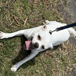 Minnie/Pug / Jack Russell Terrier (Smooth)/Female/1 Year,Hello there, my name is Minnie, and I'm a charming 1 year old female Pug mix with lots of love to share. I've got a zest for life that is just waiting to be explored with you. I'm in my puppy era, so I'm eager to learn about life and everything it has to offer. I'm pretty social but I don't really understand other dogs, so I will need ongoing training to help with my interactions with others. My play mate needs to be calm and neutral with other dogs. I don't have any history with other animals, so I might be curious, but I promise to be on my best behavior. I'm looking for a home where I can get plenty of time to play, explore, and learn. If you work average hours, that's perfect for me! I can entertain myself, but I also love company. I'm best suited for a home with adults or families with children over 12 years old as I am bouncy and am yet to understand that jumping and nipping (mainly to get what I want, when I want it!!) isn't overly fun for humans. My vets have plans to do further surgeries and this will be completed at RSPCA Veterinary Hospital in Yagoona. I would love the chance to settle into my new home first and allow for a smoother recovery. It is recommended that you are located in the Sydney/Illawarra/Central Coast as you will need to travel to Yagoona for further vet appointments. I'm a bundle of joy and energy, and I can't wait to meet you and become a part of your life! Best with Children Aged: 