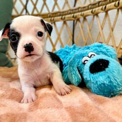 Adopt a dog:Knox Betty/Pit Bull Terrier/Male/Baby,Meet Knox! He is currently 4 weeks old, and we think he may be a Pit Bull Terrier mixed with Frenchie or pug, but with rescue its always a guess! Her mom is only about 35 lbs. The babies are so small so may end up medium sized - too cute! 
So, this puppy needs you! If you choose a puppy from this rescue, it saves their life AND it also allows us to save the life of another in its place.

Knox is playful, sweet, curious, and cuddly. He loves to play with his siblings and take lots of naps. Eat, sleep, play, repeat - such is puppy life! 

Knox is still young so he will need a family that can commit to training, socialization and all the dedication puppyhood requires. His new family will need to continue with potty and crate training and daily exercise. We require a commitment from adoptive families to crate train their new puppy. When old enough, they will be perfect to go on walks and hikes or show off around your neighborhood. 

You will be guaranteed to get lots of kisses in return from your new best friend!

Application link: https://adopt.animalsfirst.com/animal/62cc8e128b02916730334440/671af7ee19e65101d10ddb27

Please email tim@threelittlepittiesrescue.org with any questions.

Available for adoption in NV, MT, CO,UT, ID, OR, WA, Canada, and now the East Coast! Our PNW dogs are brought to you in style by a beautiful USDA licensed semi-truck, equipped with air conditioning for comfort, two drivers, and 2 onboard attendants providing 24 hour care. Our East Coast route will travel in a private, air conditioned 3LP-run van transport. 

Pick up day is unforgettable! You will get to follow along on their journey through a private FB Event page, where you will see photos, have the opportunity to connect with other adopters, and receive updates and constant communication along the way. One of our Adoption Coordinators can help to find the closest transport pick up location to you!

The adoption fee is $900.00 and includes all vetting as recommended by our doctor: DAPP (2 to 4 depending on age and time in the program), Bordetella, Rabies vaccine (if old enough), multiple broad spectrum deworming treatments, spay/neuter, flea prevention, 2 months of heartworm preventative, extended medical such as dentals, eye surgeries, and orthopedic surgeries prior to adoption when suggested by our partner vets, a microchip with free lifetime registration, a high quality nylon Martingale collar for dogs over 4 months old, a health certificate deeming the pup healthy for travel, cost of transport*, and many priceless years of love and loyal companionship!

*WE ARE TOLD THAT WE GO ABOVE AND BEYOND MEDICALLY. This is the feedback we tend to get, although we cannot guarantee perfect health. 
*To fully vet a dog in the PNW or the NE at many vets it would be upwards of $1,800 just to fix, vaccinate, chip, etc. The adoption fees charged by our rescue do not cover our expenses medically for each animal, but we offset costs with donations. Your adoption fee is considered a donation towards actual costs.

Why adopt from Three Little Pitties?

The stray and animal overpopulation in the Greater Houston area is the highest in the nation. Statistics show that there are over 1 million homeless animals in this region alone. Three Little Pitties Rescue is a nonprofit dog and cat rescue that partners with the community to make a difference. Our mission is to reduce the homeless pet population through community outreach, free spay and neuter services, and saving all breeds of dogs and cats from the streets or animal shelters that oftentimes have no other option but to euthanize animals for space. This dog youve found online is lucky to be in our program, and even luckier to have you notice it!

Three Little Pitties wants to set you and your new pet up for success! We know our dogs and we work hard to prepare them socially for adoption. We are a network of dedicated people who are heavily invested in seeing our animals thrive. From the moment they are accepted into our program, our Intake, Behavior & Medical teams prepare them for adoption by properly vetting, behaviorally assessing, and providing customized plans depending on the dogs needs. We seek to adopt to families who understand that these are rescue dogs and will require continued training efforts, but will be well on their way to being the best dogs that they can be!

It doesnt stop there! Our adopters also receive these special perks:

 30 day trial of pet insurance with Trupanion (must register within 24 hours of first vet appt.)
 A free private online dog training session with GoodPup plus low pricing for future sessions (approx $25 weekly for an 8 week course of one session per week)
 One free bonus toy in every BarkBox when signing up for their Super Chewer subscription plan
 70% off of your first order of Fetch, a PNW based, organic fresh dog food loaf meal subscription plan
 Coupons for a fun visit to Petco 
 Access to our exclusive FB Adopters page, where you can network for play dates, resources, and connect with other adopters that share their passion for their adopted pup!

We celebrated our 6 year anniversary this year! Through the combined efforts of all of our hardworking staff and volunteers, we have placed over 12,000 very lucky dogs and cats into amazing homes! By adopting from us, you save TWO lives! The pet you adopt, and you create an opportunity for another animal to be saved in that spot. Together, we can be heroes.

Follow our rescue journey through the links below!

https://www.threelittlepittiesrescue.org/ https://www.facebook.com/threelittlepittiesrescue https://www.instagram.com/threelittlepittiesrescue

*Due to the rising cost of fuel and transportation expenses, there will be an additional $74 surcharge for transport.

DISCLAIMER- Breed type is determined based on general appearance and behavioral characteristics, and cannot be guaranteed unless DNA test results or AKC registration were provided at intake.