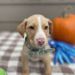 Adopt a dog:Banzai/Yellow Labrador Retriever/Male/Baby,Banzai is a sweet boy, he is part of a group of 13 puppies we saved from a high kill shelter. He is a wonderful happy boy that is ready for his very own family!  He enjoys his playtime in his puppy play group, running in the play yard and wrestling with the toys.

Banzai is estimated to be 3 1/2 months old, he currently weighs 8 lbs, he will likely be medium sized as an adult. 

If you're looking for a furry friend who will stick by your side through thick and thin, look no further than little Banzai. Please consider giving this sweet fella his forever home.

PLEASE READ THIS TO ADOPT:

Please copy and paste the following URL for the adoption application:

https://www.shelterluv.com/matchme/adopt/FPSL/Dog

COMPLETED APPLICATIONS TAKE PRECEDENCE OVER INQUIRIES. If you are interested in adopting, the FIRST step is to complete an application.

Please note that our animals are rescued and transported from South Mississippi where major animal overpopulation means less homes. We only transport them if adopted, in most instances, we can be available for a video call once an application has been approved.

We are USDA certified and WE PERSONALLY TRANSPORT OUR OWN adopted animals to meet their new families. We transport every 2-3 weeks.

Our adoption fee includes the spay/neuter, age appropriate vaccinations, Microchip, Mississippi Health Certificate, and the transport service to get the new family pet to you

***Breed input is required for each platform but is not guaranteed to be accurate. We do not DNA test. We rescue animals from different situations.We discuss breed assignments with our vets to label them as accurately as possible.***

We are currently unable to adopt pets to ME and RI residents.
