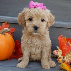 Ginger/Mini Goldendoodle									Puppy/Female	/8 Weeks,Prepare to fall in love !!! My name is Ginger and I’m the sweetest little F1b mini goldendoodle looking for my furever home! One look into my warm, loving eyes and at my silky soft coat and I’ll be sure to have captured your heart already! I’m very happy, playful and very kid friendly and I would love to fill your home with all my puppy love!! I am full of personality, and I give amazing puppy kisses! I stand out way above the rest with my beautiful curly light red coat! I will come to you vet checked, microchipped and up to date on all vaccinations and dewormings . I come with a 1-year guarantee with the option of extending it to a 3-year guarantee and our puppies also come with 30 days of pet insurance! My mother is Sandy, our 35#mini goldendoodle with a heart of gold and my father is Nimbo, our 13# chocolate merle mini poodle and he has been genetically tested!  I will grow to approx 20-25# and I will be hypoallergenic and nonshedding! Why wait when you know I’m the one for you? Call or text Martha to make me the newest addition to your family and get ready to spend a lifetime of tail wagging fun with me! (7% sales tax on in home pickups)