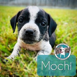 Adopt a dog:Mochi Betty/Pit Bull Terrier/Male/Baby,Meet Mochi! He is currently 4 weeks old, and we think he may be a Pit Bull Terrier mixed with Frenchie or pug, but with rescue it’s always a guess! His mom is only about 35 lbs. The babies are so small so may end up medium sized - too cute!
So, this puppy needs you! If you choose a puppy from this rescue, it saves their life AND it also allows us to save the life of another in its place.

Mochi is playful, sweet, curious, and cuddly. He loves to play with his siblings and take lots of naps. Eat, sleep, play, repeat - such is puppy life!

Mochi is still young so he will need a family that can commit to training, socialization and all the dedication puppyhood requires. His new family will need to continue with potty and crate training and daily exercise. We require a commitment from adoptive families to crate train their new puppy. When old enough, they will be perfect to go on walks and hikes or show off around your neighborhood.

You will be guaranteed to get lots of kisses in return from your new best friend