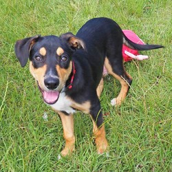 Momo/Australian Kelpie / Border Collie/Male/6 Months,Hello there, I'm Momo, a sprightly Australian Kelpie puppy, full of zest and love to give! I'm looking for a new home, preferably with someone who's around most of the time, to keep me company and engage me in play. As a high-energy pup, I require lots of physical and mental stimulation, so a secure outdoor space would be perfect for me to run around and explore. Although I'm young, my breed is known for our intelligence and quick learning, which means I need an experienced owner who can guide me through my training journey. I'm eager to learn and please, so with a little patience and understanding, we'll become the perfect team in no time! I'm also very sociable with other dogs and new people and love to make new friends. If you have experience with high-energy breeds like mine, then we could be a perfect match! Remember, a home with me is full of tail wags, puppy kisses, and endless adventure. So, if you're ready for the commitment and have a heart full of love to share, let's meet! 