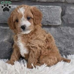 Teddy/Cavapoo									Puppy/Male	/7 Weeks,Hi my name is Teddy. I’m a sweet little Cavapoo boy. I’m very playful and well socialized. I’m great with kids and other pets. My mom is a cavalier and weighs 10 pounds and dad is a mini poodle and weighs 12 pounds. I’m up to date on shots and dewormings. I’m looking for a loving indoor home. Shipping options are available anywhere in the US. All Sunday calls are returned on Mondays. Thanks Jon