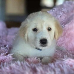 Adopt a dog:Bunco/Golden Retriever/Female/Baby,WE ARE A TX BASED RESCUE. THIS DOG IS CURRENTLY LOCATED IN TX AND WILL BE TRANSPORTED UPON ADOPTION. Please fill out an adoption application found at haydudeequine.org

Bunco - You are the bridge between what was and what will be, my pathway to a new life!

Hello all you fabulous people out there. My name is Bunco and me and my siblings are looking for our own home, a family...one to call our very own. We are the litter that are all about having family fun  together playing...games!! 

I am a very social lil ( for now anyways) gal that enjoys all things puppy. I love exploring this big ole world, playing with my siblings, getting lovins from my people, playing in the water, going for walks, you know...anything puppy!!

I adore my people both tall and small but I do have sharp lil teeth and nails, love playing with the other pups and I haven't met any of those creatures y'all call a cat yet but at my tender age I should do great with them too. 

I'm about 2 months of age, born on 9/3/24 and should be a great medium size when I get myself fully growed up. That's the perfect size for sharing in ALL your adventures and ya know, everything is an adventure to me (hint hint!). 

If you are into having family fun playing games, I am that puppy, your lil lump of clay to be molded into your bestest friend. I am so ready to be that lil heartbeat at your feet so please stop scrolling and fill out my adoption application. It can be found at  haydudeequine.org

This cute 'Game' litter includes - Sudoko, Bunco, Checkers, Roulette, Scrabble, Jenga, Yahtzee and Uno