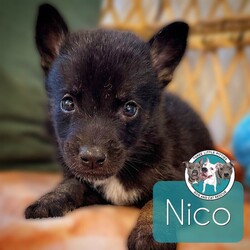 Adopt a dog:me/German Shepherd Dog/Male/Baby,This cutie is Nico. He is currently 2 pounds, 6 weeks old, and we think they may be a German Shepherd mix, but with rescue its a guess! What matters most is that they are adorable and are one the MOST desperate in the entire US based on statistics for where this puppy is from. Shelters in this area are having to euthanize puppies. So, this puppy needs you! If you choose a puppy from this rescue, it saves his life as well as the life of another in its place. 

Nico is playful, sweet, curious, and cuddly. He loves to play with his siblings and take lots of naps. Eat, sleep, play, repeat- such is puppy life! 

Nico is still young so they will need a family that can commit to training, socialization and all the dedication puppyhood requires. His new family will need to continue with potty and crate training and daily exercise. We require a commitment from adoptive families to crate train their new puppy. When old enough, they will be perfect to go on walks and hikes or show off around your neighborhood. 

You will be guaranteed to get lots of kisses in return from your new best friend!

Application link: https://adopt.animalsfirst.com/animal/62cc8e128b02916730334440/66f4c5e1f0223d341e03048e

Please email tim@threelittlepittiesrescue.org with any questions.

Available for adoption in NV, MT, CO,UT, ID, OR, WA, Canada, and now the East Coast! Our PNW dogs are brought to you in style by a beautiful USDA licensed semi-truck, equipped with air conditioning for comfort, two drivers, and 2 onboard attendants providing 24 hour care. Our East Coast route will travel in a private, air conditioned 3LP-run van transport. 
Pick up day is unforgettable! You will get to follow along on their journey through a private FB Event page, where you will see photos, have the opportunity to connect with other adopters, and receive updates and constant communication along the way. One of our Adoption Coordinators can help to find the closest transport pick up location to you!

The adoption fee is $900.00 and includes all vetting as recommended by our doctor: DAPP (2 to 4 depending on age and time in the program), Bordetella, Rabies vaccine (if old enough), multiple broad spectrum deworming treatments, spay/neuter, flea prevention, 2 months of heartworm preventative, extended medical such as dentals, eye surgeries, and orthopedic surgeries prior to adoption when suggested by our partner vets, a microchip with free lifetime registration, a high quality nylon Martingale collar for dogs over 4 months old, a health certificate deeming the pup healthy for travel, cost of transport*, and many priceless years of love and loyal companionship!

*WE ARE TOLD THAT WE GO ABOVE AND BEYOND MEDICALLY. This is the feedback we tend to get, although we cannot guarantee perfect health. 
*To fully vet a dog in the PNW or the NE at many vets it would be upwards of $1,800 just to fix, vaccinate, chip, etc. The adoption fees charged by our rescue do not cover our expenses medically for each animal, but we offset costs with donations. Your adoption fee is considered a donation towards actual costs.

Why adopt from Three Little Pitties?

The stray and animal overpopulation in the Greater Houston area is the highest in the nation. Statistics show that there are over 1 million homeless animals in this region alone. Three Little Pitties Rescue is a nonprofit dog and cat rescue that partners with the community to make a difference. Our mission is to reduce the homeless pet population through community outreach, free spay and neuter services, and saving all breeds of dogs and cats from the streets or animal shelters that oftentimes have no other option but to euthanize animals for space. This dog youve found online is lucky to be in our program, and even luckier to have you notice it!

Three Little Pitties wants to set you and your new pet up for success! We know our dogs and we work hard to prepare them socially for adoption. We are a network of dedicated people who are heavily invested in seeing our animals thrive. From the moment they are accepted into our program, our Intake, Behavior & Medical teams prepare them for adoption by properly vetting, behaviorally assessing, and providing customized plans depending on the dogs needs. We seek to adopt to families who understand that these are rescue dogs and will require continued training efforts, but will be well on their way to being the best dogs that they can be!

It doesnt stop there! Our adopters also receive these special perks:

 30 day trial of pet insurance with Trupanion (must register within 24 hours of first vet appt.)
 A free private online dog training session with GoodPup plus low pricing for future sessions (approx $25 weekly for an 8 week course of one session per week)
 One free bonus toy in every BarkBox when signing up for their Super Chewer subscription plan
 70% off of your first order of Fetch, a PNW based, organic fresh dog food loaf meal subscription plan
 Coupons for a fun visit to Petco 
 Access to our exclusive FB Adopters page, where you can network for play dates, resources, and connect with other adopters that share their passion for their adopted pup!

We celebrated our 6 year anniversary this year! Through the combined efforts of all of our hardworking staff and volunteers, we have placed over 12,000 very lucky dogs and cats into amazing homes! By adopting from us, you save TWO lives! The pet you adopt, and you create an opportunity for another animal to be saved in that spot. Together, we can be heroes.

Follow our rescue journey through the links below!

https://www.threelittlepittiesrescue.org/ https://www.facebook.com/threelittlepittiesrescue https://www.instagram.com/threelittlepittiesrescue

*Due to the rising cost of fuel and transportation expenses, there will be an additional $74 surcharge for transport.

DISCLAIMER- Breed type is determined based on general appearance and behavioral characteristics, and cannot be guaranteed unless DNA test results or AKC registration were provided at intake.