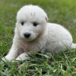 Adopt a dog:Tomy/Great Pyrenees/Male/Baby,Introducing Axel: Your Fluffy Adventure Buddy!

? Age: 6 weeks
? Breed: Great Pyrenees

Meet Axel, the lovable Great Pyrenees puppy who’s all about sleeping, eating, playing, and repeating! This little fluffball adores being around people and is always ready for cuddles and fun.

Axel has grown up in a lively environment, happily coexisting with other dogs, cats, and even chickens! He thrives in a family setting and will flourish in a home with a large yard where weekend adventures are the norm.

If you’re looking for a sweet, playful companion to share your life and adventures with, Axel is the perfect match! Are you ready to give him the loving home he deserves? ???