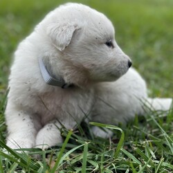 Adopt a dog:Tomy/Great Pyrenees/Male/Baby,Introducing Axel: Your Fluffy Adventure Buddy!

? Age: 6 weeks
? Breed: Great Pyrenees

Meet Axel, the lovable Great Pyrenees puppy who’s all about sleeping, eating, playing, and repeating! This little fluffball adores being around people and is always ready for cuddles and fun.

Axel has grown up in a lively environment, happily coexisting with other dogs, cats, and even chickens! He thrives in a family setting and will flourish in a home with a large yard where weekend adventures are the norm.

If you’re looking for a sweet, playful companion to share your life and adventures with, Axel is the perfect match! Are you ready to give him the loving home he deserves? ???