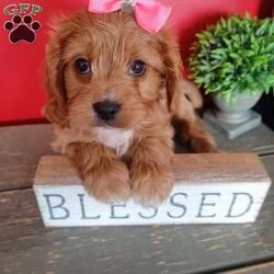 Kate/Cavapoo									Puppy/Female	/7 Weeks,Kate is the lightest with the straightest fur. More laid back and likes to just lay and watch the others .still has a good sense of humor .I love to watch them play:)