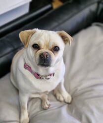 Buttercup/Pug / Jack Russell Terrier (Smooth)/Female/3 Years 2 Months,Hello, my name is Buttercup, and I'm a darling 3-year-old female Pug mix full of love and personality. My breed is known for being fun-loving and sweet, but we also have a touch of stubbornness, so I need an owner with a bit of doggie wisdom under their belt. I'm ideal for someone who works regular hours and has a moderate lifestyle. I love a good play session, but I also enjoy my nap time. I can be a bit picky with my doggie friends, so it's best if our hangouts are on a leash. I've never had any issues with other animals in the home, but it's always good to introduce new friends slowly. I need a family that understands my breed and can provide me with the right amount of exercise, training, and love. Age-wise, I'm best suited to a household with people aged 12 and up.  My vets have plans to do further surgeries and this will be completed at RSPCA Veterinary Hospital in Yagoona. I would love the chance to settle into my new home first and allow for a smoother recovery. It is recommended that you are located in the Sydney/Illawarra/Central Coast as you will need to travel to Yagoona for further vet appointments. I promise, with the right guidance, I can be the most amazing addition to your family. I hope to meet you soon!