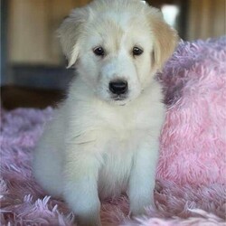 Adopt a dog:Bunco/Golden Retriever/Female/Baby,WE ARE A TX BASED RESCUE. THIS DOG IS CURRENTLY LOCATED IN TX AND WILL BE TRANSPORTED UPON ADOPTION. Please fill out an adoption application found at haydudeequine.org

Bunco - You are the bridge between what was and what will be, my pathway to a new life!

Hello all you fabulous people out there. My name is Bunco and me and my siblings are looking for our own home, a family...one to call our very own. We are the litter that are all about having family fun  together playing...games!! 

I am a very social lil ( for now anyways) gal that enjoys all things puppy. I love exploring this big ole world, playing with my siblings, getting lovins from my people, playing in the water, going for walks, you know...anything puppy!!

I adore my people both tall and small but I do have sharp lil teeth and nails, love playing with the other pups and I haven't met any of those creatures y'all call a cat yet but at my tender age I should do great with them too. 

I'm about 2 months of age, born on 9/3/24 and should be a great medium size when I get myself fully growed up. That's the perfect size for sharing in ALL your adventures and ya know, everything is an adventure to me (hint hint!). 

If you are into having family fun playing games, I am that puppy, your lil lump of clay to be molded into your bestest friend. I am so ready to be that lil heartbeat at your feet so please stop scrolling and fill out my adoption application. It can be found at  haydudeequine.org

This cute 'Game' litter includes - Sudoko, Bunco, Checkers, Roulette, Scrabble, Jenga, Yahtzee and Uno