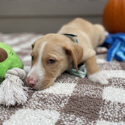 Adopt a dog:Banzai/Yellow Labrador Retriever/Male/Baby,Banzai is a sweet boy, he is part of a group of 13 puppies we saved from a high kill shelter. He is a wonderful happy boy that is ready for his very own family!  He enjoys his playtime in his puppy play group, running in the play yard and wrestling with the toys.

Banzai is estimated to be 3 1/2 months old, he currently weighs 8 lbs, he will likely be medium sized as an adult. 

If you're looking for a furry friend who will stick by your side through thick and thin, look no further than little Banzai. Please consider giving this sweet fella his forever home.

PLEASE READ THIS TO ADOPT:

Please copy and paste the following URL for the adoption application:

https://www.shelterluv.com/matchme/adopt/FPSL/Dog

COMPLETED APPLICATIONS TAKE PRECEDENCE OVER INQUIRIES. If you are interested in adopting, the FIRST step is to complete an application.

Please note that our animals are rescued and transported from South Mississippi where major animal overpopulation means less homes. We only transport them if adopted, in most instances, we can be available for a video call once an application has been approved.

We are USDA certified and WE PERSONALLY TRANSPORT OUR OWN adopted animals to meet their new families. We transport every 2-3 weeks.

Our adoption fee includes the spay/neuter, age appropriate vaccinations, Microchip, Mississippi Health Certificate, and the transport service to get the new family pet to you

***Breed input is required for each platform but is not guaranteed to be accurate. We do not DNA test. We rescue animals from different situations.We discuss breed assignments with our vets to label them as accurately as possible.***

We are currently unable to adopt pets to ME and RI residents.