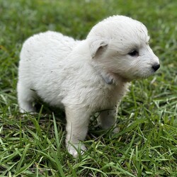 Adopt a dog:Tomy/Great Pyrenees/Male/Baby,Introducing Axel: Your Fluffy Adventure Buddy!

? Age: 6 weeks
? Breed: Great Pyrenees

Meet Axel, the lovable Great Pyrenees puppy who’s all about sleeping, eating, playing, and repeating! This little fluffball adores being around people and is always ready for cuddles and fun.

Axel has grown up in a lively environment, happily coexisting with other dogs, cats, and even chickens! He thrives in a family setting and will flourish in a home with a large yard where weekend adventures are the norm.

If you’re looking for a sweet, playful companion to share your life and adventures with, Axel is the perfect match! Are you ready to give him the loving home he deserves? ???