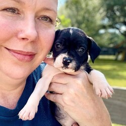 Adopt a dog:Cookie Betty/Pit Bull Terrier/Female/Baby,Meet Cookie! She is currently 4 weeks old, and we think she may be a Pit Bull Terrier mix, but with rescue its always a guess! This puppy is from a part of the US where puppies are regularly euthanized. So, this puppy needs you! If you choose a puppy from this rescue, it saves their life AND it also allows us to save the life of another in its place.

Cookie is playful, sweet, curious, and cuddly. She loves to play with her siblings and take lots of naps. Eat, sleep, play, repeat - such is puppy life! 

Cookie is still young so she will need a family that can commit to training, socialization and all the dedication puppyhood requires. Her new family will need to continue with potty and crate training and daily exercise. We require a commitment from adoptive families to crate train their new puppy. When old enough, they will be perfect to go on walks and hikes or show off around your neighborhood. 

You will be guaranteed to get lots of kisses in return from your new best friend!

Application link: https://adopt.animalsfirst.com/animal/62cc8e128b02916730334440/671af81119e65101d10ddb2b

Please email tim@threelittlepittiesrescue.org with any questions.

Available for adoption in NV, MT, CO,UT, ID, OR, WA, Canada, and now the East Coast! Our PNW dogs are brought to you in style by a beautiful USDA licensed semi-truck, equipped with air conditioning for comfort, two drivers, and 2 onboard attendants providing 24 hour care. Our East Coast route will travel in a private, air conditioned 3LP-run van transport. 

Pick up day is unforgettable! You will get to follow along on their journey through a private FB Event page, where you will see photos, have the opportunity to connect with other adopters, and receive updates and constant communication along the way. One of our Adoption Coordinators can help to find the closest transport pick up location to you!

The adoption fee is $900.00 and includes all vetting as recommended by our doctor: DAPP (2 to 4 depending on age and time in the program), Bordetella, Rabies vaccine (if old enough), multiple broad spectrum deworming treatments, spay/neuter, flea prevention, 2 months of heartworm preventative, extended medical such as dentals, eye surgeries, and orthopedic surgeries prior to adoption when suggested by our partner vets, a microchip with free lifetime registration, a high quality nylon Martingale collar for dogs over 4 months old, a health certificate deeming the pup healthy for travel, cost of transport*, and many priceless years of love and loyal companionship!

*WE ARE TOLD THAT WE GO ABOVE AND BEYOND MEDICALLY. This is the feedback we tend to get, although we cannot guarantee perfect health. 
*To fully vet a dog in the PNW or the NE at many vets it would be upwards of $1,800 just to fix, vaccinate, chip, etc. The adoption fees charged by our rescue do not cover our expenses medically for each animal, but we offset costs with donations. Your adoption fee is considered a donation towards actual costs.

Why adopt from Three Little Pitties?

The stray and animal overpopulation in the Greater Houston area is the highest in the nation. Statistics show that there are over 1 million homeless animals in this region alone. Three Little Pitties Rescue is a nonprofit dog and cat rescue that partners with the community to make a difference. Our mission is to reduce the homeless pet population through community outreach, free spay and neuter services, and saving all breeds of dogs and cats from the streets or animal shelters that oftentimes have no other option but to euthanize animals for space. This dog youve found online is lucky to be in our program, and even luckier to have you notice it!

Three Little Pitties wants to set you and your new pet up for success! We know our dogs and we work hard to prepare them socially for adoption. We are a network of dedicated people who are heavily invested in seeing our animals thrive. From the moment they are accepted into our program, our Intake, Behavior & Medical teams prepare them for adoption by properly vetting, behaviorally assessing, and providing customized plans depending on the dogs needs. We seek to adopt to families who understand that these are rescue dogs and will require continued training efforts, but will be well on their way to being the best dogs that they can be!

It doesnt stop there! Our adopters also receive these special perks:

 30 day trial of pet insurance with Trupanion (must register within 24 hours of first vet appt.)
 A free private online dog training session with GoodPup plus low pricing for future sessions (approx $25 weekly for an 8 week course of one session per week)
 One free bonus toy in every BarkBox when signing up for their Super Chewer subscription plan
 70% off of your first order of Fetch, a PNW based, organic fresh dog food loaf meal subscription plan
 Coupons for a fun visit to Petco 
 Access to our exclusive FB Adopters page, where you can network for play dates, resources, and connect with other adopters that share their passion for their adopted pup!

We celebrated our 6 year anniversary this year! Through the combined efforts of all of our hardworking staff and volunteers, we have placed over 12,000 very lucky dogs and cats into amazing homes! By adopting from us, you save TWO lives! The pet you adopt, and you create an opportunity for another animal to be saved in that spot. Together, we can be heroes.

Follow our rescue journey through the links below!

https://www.threelittlepittiesrescue.org/ https://www.facebook.com/threelittlepittiesrescue https://www.instagram.com/threelittlepittiesrescue

*Due to the rising cost of fuel and transportation expenses, there will be an additional $74 surcharge for transport.

DISCLAIMER- Breed type is determined based on general appearance and behavioral characteristics, and cannot be guaranteed unless DNA test results or AKC registration were provided at intake.