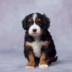 Ace/Cavapoo									Puppy/Male	/5 Weeks