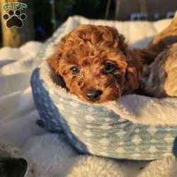 Madiera/Cavapoo									Puppy/Female	/11 Weeks,Madiera is a beautiful red Cavapoo with white markings on her chest and belly. She is very playful and also loves to give kisses and cuddle after a good romp! She would make a wonderful pet for an at-home dog mom/dad or for a family with children.