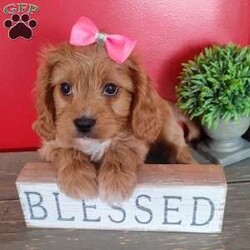 Kate/Cavapoo									Puppy/Female	/7 Weeks,Kate is the lightest with the straightest fur. More laid back and likes to just lay and watch the others .still has a good sense of humor .I love to watch them play:)