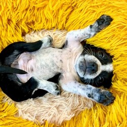 Adopt a dog:Mochi Betty/Pit Bull Terrier/Male/Baby,Meet Mochi! He is currently 4 weeks old, and we think he may be a Pit Bull Terrier mixed with Frenchie or pug, but with rescue it’s always a guess! His mom is only about 35 lbs. The babies are so small so may end up medium sized - too cute!
So, this puppy needs you! If you choose a puppy from this rescue, it saves their life AND it also allows us to save the life of another in its place.

Mochi is playful, sweet, curious, and cuddly. He loves to play with his siblings and take lots of naps. Eat, sleep, play, repeat - such is puppy life!

Mochi is still young so he will need a family that can commit to training, socialization and all the dedication puppyhood requires. His new family will need to continue with potty and crate training and daily exercise. We require a commitment from adoptive families to crate train their new puppy. When old enough, they will be perfect to go on walks and hikes or show off around your neighborhood.

You will be guaranteed to get lots of kisses in return from your new best friend