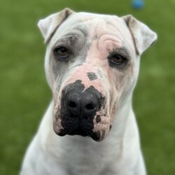 Narla/Shar Pei / Mastiff/Female/1 Year 4 Months,Hold onto your socks! Here comes Narla! This adorable ball of fur is a certified goofball who believes toys are meant to be tossed, not just played with! With my bouncy antics and a personality that could light up the room, I'm ready to bring laughter and joy to your life. While I have a lot of love to give, I need time to get to know you before I like too many pats at once. I would thrive best in a home with older children who can interact with me respectfully, giving me breaks when I need them. I'm looking for a guardian who understands my needs and can advocate for me. Experience with touch sensitivity training will be especially beneficial, bonus points if you can bring snacks to vet visits! No worries if you don't, the team here can show you the ropes. I have shown interest in meeting other dogs during her stay at shelter, and behaved appropriately… for the most part, I can get a little excitable on the leash. A proper introduction to other pups will help me feel more at ease. If you have any doggos at home, please bring them to shelter to meet me! I love my humans even more than my toys (shocking, I know). I prefer the company of her humans. I can be worried when left alone for long periods, a homebody would be my dream come true. I'm a lovable girl that will thrive with an experienced owner who can provide the ongoing training I need. If you have a big heart, some patience, and a love for playtime, you might just be the perfect match! Let’s find this goofball the loving forever home she deserves! Recommendations: