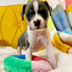 Adopt a dog:Bluey Betty/Pit Bull Terrier/Female/Baby,Meet Bluey! She is currently 4 weeks old, and we think she may be a tiny Pit Bull Terrier mix, but with rescue its always a guess! This puppy is from a part of the US where puppies are regularly euthanized. So, this puppy needs you! If you choose a puppy from this rescue, it saves their life AND it also allows us to save the life of another in its place.

Bluey is playful, sweet, curious, and cuddly. She loves to play with her siblings and take lots of naps. Eat, sleep, play, repeat - such is puppy life! 

Bluey is still young so she will need a family that can commit to training, socialization and all the dedication puppyhood requires. Her new family will need to continue with potty and crate training and daily exercise. We require a commitment from adoptive families to crate train their new puppy. When old enough, they will be perfect to go on walks and hikes or show off around your neighborhood. 

You will be guaranteed to get lots of kisses in return from your new best friend!

Application link: https://adopt.animalsfirst.com/animal/62cc8e128b02916730334440/671af7d319e65101d10ddb21

Please email tim@threelittlepittiesrescue.org with any questions.

Available for adoption in NV, MT, CO,UT, ID, OR, WA, Canada, and now the East Coast! Our PNW dogs are brought to you in style by a beautiful USDA licensed semi-truck, equipped with air conditioning for comfort, two drivers, and 2 onboard attendants providing 24 hour care. Our East Coast route will travel in a private, air conditioned 3LP-run van transport. 

Pick up day is unforgettable! You will get to follow along on their journey through a private FB Event page, where you will see photos, have the opportunity to connect with other adopters, and receive updates and constant communication along the way. One of our Adoption Coordinators can help to find the closest transport pick up location to you!

The adoption fee is $900.00 and includes all vetting as recommended by our doctor: DAPP (2 to 4 depending on age and time in the program), Bordetella, Rabies vaccine (if old enough), multiple broad spectrum deworming treatments, spay/neuter, flea prevention, 2 months of heartworm preventative, extended medical such as dentals, eye surgeries, and orthopedic surgeries prior to adoption when suggested by our partner vets, a microchip with free lifetime registration, a high quality nylon Martingale collar for dogs over 4 months old, a health certificate deeming the pup healthy for travel, cost of transport*, and many priceless years of love and loyal companionship!

*WE ARE TOLD THAT WE GO ABOVE AND BEYOND MEDICALLY. This is the feedback we tend to get, although we cannot guarantee perfect health. 
*To fully vet a dog in the PNW or the NE at many vets it would be upwards of $1,800 just to fix, vaccinate, chip, etc. The adoption fees charged by our rescue do not cover our expenses medically for each animal, but we offset costs with donations. Your adoption fee is considered a donation towards actual costs.

Why adopt from Three Little Pitties?

The stray and animal overpopulation in the Greater Houston area is the highest in the nation. Statistics show that there are over 1 million homeless animals in this region alone. Three Little Pitties Rescue is a nonprofit dog and cat rescue that partners with the community to make a difference. Our mission is to reduce the homeless pet population through community outreach, free spay and neuter services, and saving all breeds of dogs and cats from the streets or animal shelters that oftentimes have no other option but to euthanize animals for space. This dog youve found online is lucky to be in our program, and even luckier to have you notice it!

Three Little Pitties wants to set you and your new pet up for success! We know our dogs and we work hard to prepare them socially for adoption. We are a network of dedicated people who are heavily invested in seeing our animals thrive. From the moment they are accepted into our program, our Intake, Behavior & Medical teams prepare them for adoption by properly vetting, behaviorally assessing, and providing customized plans depending on the dogs needs. We seek to adopt to families who understand that these are rescue dogs and will require continued training efforts, but will be well on their way to being the best dogs that they can be!

It doesnt stop there! Our adopters also receive these special perks:

 30 day trial of pet insurance with Trupanion (must register within 24 hours of first vet appt.)
 A free private online dog training session with GoodPup plus low pricing for future sessions (approx $25 weekly for an 8 week course of one session per week)
 One free bonus toy in every BarkBox when signing up for their Super Chewer subscription plan
 70% off of your first order of Fetch, a PNW based, organic fresh dog food loaf meal subscription plan
 Coupons for a fun visit to Petco 
 Access to our exclusive FB Adopters page, where you can network for play dates, resources, and connect with other adopters that share their passion for their adopted pup!

We celebrated our 6 year anniversary this year! Through the combined efforts of all of our hardworking staff and volunteers, we have placed over 12,000 very lucky dogs and cats into amazing homes! By adopting from us, you save TWO lives! The pet you adopt, and you create an opportunity for another animal to be saved in that spot. Together, we can be heroes.

Follow our rescue journey through the links below!

https://www.threelittlepittiesrescue.org/ https://www.facebook.com/threelittlepittiesrescue https://www.instagram.com/threelittlepittiesrescue

*Due to the rising cost of fuel and transportation expenses, there will be an additional $74 surcharge for transport.

DISCLAIMER- Breed type is determined based on general appearance and behavioral characteristics, and cannot be guaranteed unless DNA test results or AKC registration were provided at intake.