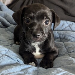 Adopt a dog:Marli/Dachshund/Female/Baby,Meet Marli, the lively and lovable Dachshund/Chihuahua mix who's ready to find her forever home! Marli is full of energy and loves to keep busy—whether it’s playing with toys, wrestling with her siblings, or running around on her own. As the most energetic pup in her litter, she’s always up for an adventure and is sure to keep you on your toes! If you're looking for a playful, spirited companion who will bring tons of joy and excitement to your home, Marli is the perfect match!