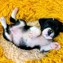 Adopt a dog:Cookie Betty/Pit Bull Terrier/Female/Baby,Meet Cookie! She is currently 4 weeks old, and we think she may be a Pit Bull Terrier mix, but with rescue its always a guess! This puppy is from a part of the US where puppies are regularly euthanized. So, this puppy needs you! If you choose a puppy from this rescue, it saves their life AND it also allows us to save the life of another in its place.

Cookie is playful, sweet, curious, and cuddly. She loves to play with her siblings and take lots of naps. Eat, sleep, play, repeat - such is puppy life! 

Cookie is still young so she will need a family that can commit to training, socialization and all the dedication puppyhood requires. Her new family will need to continue with potty and crate training and daily exercise. We require a commitment from adoptive families to crate train their new puppy. When old enough, they will be perfect to go on walks and hikes or show off around your neighborhood. 

You will be guaranteed to get lots of kisses in return from your new best friend!

Application link: https://adopt.animalsfirst.com/animal/62cc8e128b02916730334440/671af81119e65101d10ddb2b

Please email tim@threelittlepittiesrescue.org with any questions.

Available for adoption in NV, MT, CO,UT, ID, OR, WA, Canada, and now the East Coast! Our PNW dogs are brought to you in style by a beautiful USDA licensed semi-truck, equipped with air conditioning for comfort, two drivers, and 2 onboard attendants providing 24 hour care. Our East Coast route will travel in a private, air conditioned 3LP-run van transport. 

Pick up day is unforgettable! You will get to follow along on their journey through a private FB Event page, where you will see photos, have the opportunity to connect with other adopters, and receive updates and constant communication along the way. One of our Adoption Coordinators can help to find the closest transport pick up location to you!

The adoption fee is $900.00 and includes all vetting as recommended by our doctor: DAPP (2 to 4 depending on age and time in the program), Bordetella, Rabies vaccine (if old enough), multiple broad spectrum deworming treatments, spay/neuter, flea prevention, 2 months of heartworm preventative, extended medical such as dentals, eye surgeries, and orthopedic surgeries prior to adoption when suggested by our partner vets, a microchip with free lifetime registration, a high quality nylon Martingale collar for dogs over 4 months old, a health certificate deeming the pup healthy for travel, cost of transport*, and many priceless years of love and loyal companionship!

*WE ARE TOLD THAT WE GO ABOVE AND BEYOND MEDICALLY. This is the feedback we tend to get, although we cannot guarantee perfect health. 
*To fully vet a dog in the PNW or the NE at many vets it would be upwards of $1,800 just to fix, vaccinate, chip, etc. The adoption fees charged by our rescue do not cover our expenses medically for each animal, but we offset costs with donations. Your adoption fee is considered a donation towards actual costs.

Why adopt from Three Little Pitties?

The stray and animal overpopulation in the Greater Houston area is the highest in the nation. Statistics show that there are over 1 million homeless animals in this region alone. Three Little Pitties Rescue is a nonprofit dog and cat rescue that partners with the community to make a difference. Our mission is to reduce the homeless pet population through community outreach, free spay and neuter services, and saving all breeds of dogs and cats from the streets or animal shelters that oftentimes have no other option but to euthanize animals for space. This dog youve found online is lucky to be in our program, and even luckier to have you notice it!

Three Little Pitties wants to set you and your new pet up for success! We know our dogs and we work hard to prepare them socially for adoption. We are a network of dedicated people who are heavily invested in seeing our animals thrive. From the moment they are accepted into our program, our Intake, Behavior & Medical teams prepare them for adoption by properly vetting, behaviorally assessing, and providing customized plans depending on the dogs needs. We seek to adopt to families who understand that these are rescue dogs and will require continued training efforts, but will be well on their way to being the best dogs that they can be!

It doesnt stop there! Our adopters also receive these special perks:

 30 day trial of pet insurance with Trupanion (must register within 24 hours of first vet appt.)
 A free private online dog training session with GoodPup plus low pricing for future sessions (approx $25 weekly for an 8 week course of one session per week)
 One free bonus toy in every BarkBox when signing up for their Super Chewer subscription plan
 70% off of your first order of Fetch, a PNW based, organic fresh dog food loaf meal subscription plan
 Coupons for a fun visit to Petco 
 Access to our exclusive FB Adopters page, where you can network for play dates, resources, and connect with other adopters that share their passion for their adopted pup!

We celebrated our 6 year anniversary this year! Through the combined efforts of all of our hardworking staff and volunteers, we have placed over 12,000 very lucky dogs and cats into amazing homes! By adopting from us, you save TWO lives! The pet you adopt, and you create an opportunity for another animal to be saved in that spot. Together, we can be heroes.

Follow our rescue journey through the links below!

https://www.threelittlepittiesrescue.org/ https://www.facebook.com/threelittlepittiesrescue https://www.instagram.com/threelittlepittiesrescue

*Due to the rising cost of fuel and transportation expenses, there will be an additional $74 surcharge for transport.

DISCLAIMER- Breed type is determined based on general appearance and behavioral characteristics, and cannot be guaranteed unless DNA test results or AKC registration were provided at intake.