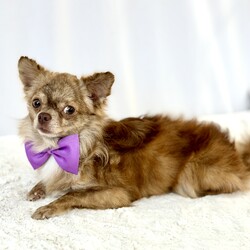 Charly/Chihuahua/Male/Adult Adopt a dog:Charly/Chihuahua/Male/Adult,Charly is a 2 year old 5lb male long coat chihuahua. He is a sweet boy that is a little shy in the beginning but warms up quickly for treats. He is crate trained. He will need some work with house training.