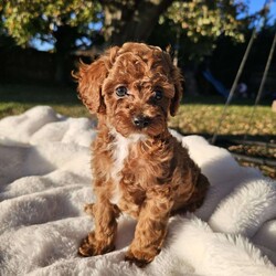 Madiera/Cavapoo									Puppy/Female	/11 Weeks,Madiera is a beautiful red Cavapoo with white markings on her chest and belly. She is very playful and also loves to give kisses and cuddle after a good romp! She would make a wonderful pet for an at-home dog mom/dad or for a family with children.