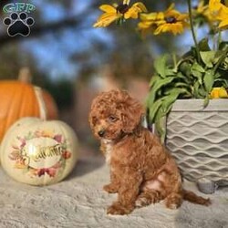 Madiera/Cavapoo									Puppy/Female	/11 Weeks,Madiera is a beautiful red Cavapoo with white markings on her chest and belly. She is very playful and also loves to give kisses and cuddle after a good romp! She would make a wonderful pet for an at-home dog mom/dad or for a family with children.