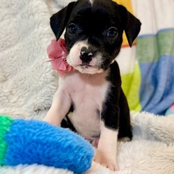 Adopt a dog:Cookie Betty/Pit Bull Terrier/Female/Baby,Meet Cookie! She is currently 4 weeks old, and we think she may be a Pit Bull Terrier mix, but with rescue its always a guess! This puppy is from a part of the US where puppies are regularly euthanized. So, this puppy needs you! If you choose a puppy from this rescue, it saves their life AND it also allows us to save the life of another in its place.

Cookie is playful, sweet, curious, and cuddly. She loves to play with her siblings and take lots of naps. Eat, sleep, play, repeat - such is puppy life! 

Cookie is still young so she will need a family that can commit to training, socialization and all the dedication puppyhood requires. Her new family will need to continue with potty and crate training and daily exercise. We require a commitment from adoptive families to crate train their new puppy. When old enough, they will be perfect to go on walks and hikes or show off around your neighborhood. 

You will be guaranteed to get lots of kisses in return from your new best friend!

Application link: https://adopt.animalsfirst.com/animal/62cc8e128b02916730334440/671af81119e65101d10ddb2b

Please email tim@threelittlepittiesrescue.org with any questions.

Available for adoption in NV, MT, CO,UT, ID, OR, WA, Canada, and now the East Coast! Our PNW dogs are brought to you in style by a beautiful USDA licensed semi-truck, equipped with air conditioning for comfort, two drivers, and 2 onboard attendants providing 24 hour care. Our East Coast route will travel in a private, air conditioned 3LP-run van transport. 

Pick up day is unforgettable! You will get to follow along on their journey through a private FB Event page, where you will see photos, have the opportunity to connect with other adopters, and receive updates and constant communication along the way. One of our Adoption Coordinators can help to find the closest transport pick up location to you!

The adoption fee is $900.00 and includes all vetting as recommended by our doctor: DAPP (2 to 4 depending on age and time in the program), Bordetella, Rabies vaccine (if old enough), multiple broad spectrum deworming treatments, spay/neuter, flea prevention, 2 months of heartworm preventative, extended medical such as dentals, eye surgeries, and orthopedic surgeries prior to adoption when suggested by our partner vets, a microchip with free lifetime registration, a high quality nylon Martingale collar for dogs over 4 months old, a health certificate deeming the pup healthy for travel, cost of transport*, and many priceless years of love and loyal companionship!

*WE ARE TOLD THAT WE GO ABOVE AND BEYOND MEDICALLY. This is the feedback we tend to get, although we cannot guarantee perfect health. 
*To fully vet a dog in the PNW or the NE at many vets it would be upwards of $1,800 just to fix, vaccinate, chip, etc. The adoption fees charged by our rescue do not cover our expenses medically for each animal, but we offset costs with donations. Your adoption fee is considered a donation towards actual costs.

Why adopt from Three Little Pitties?

The stray and animal overpopulation in the Greater Houston area is the highest in the nation. Statistics show that there are over 1 million homeless animals in this region alone. Three Little Pitties Rescue is a nonprofit dog and cat rescue that partners with the community to make a difference. Our mission is to reduce the homeless pet population through community outreach, free spay and neuter services, and saving all breeds of dogs and cats from the streets or animal shelters that oftentimes have no other option but to euthanize animals for space. This dog youve found online is lucky to be in our program, and even luckier to have you notice it!

Three Little Pitties wants to set you and your new pet up for success! We know our dogs and we work hard to prepare them socially for adoption. We are a network of dedicated people who are heavily invested in seeing our animals thrive. From the moment they are accepted into our program, our Intake, Behavior & Medical teams prepare them for adoption by properly vetting, behaviorally assessing, and providing customized plans depending on the dogs needs. We seek to adopt to families who understand that these are rescue dogs and will require continued training efforts, but will be well on their way to being the best dogs that they can be!

It doesnt stop there! Our adopters also receive these special perks:

 30 day trial of pet insurance with Trupanion (must register within 24 hours of first vet appt.)
 A free private online dog training session with GoodPup plus low pricing for future sessions (approx $25 weekly for an 8 week course of one session per week)
 One free bonus toy in every BarkBox when signing up for their Super Chewer subscription plan
 70% off of your first order of Fetch, a PNW based, organic fresh dog food loaf meal subscription plan
 Coupons for a fun visit to Petco 
 Access to our exclusive FB Adopters page, where you can network for play dates, resources, and connect with other adopters that share their passion for their adopted pup!

We celebrated our 6 year anniversary this year! Through the combined efforts of all of our hardworking staff and volunteers, we have placed over 12,000 very lucky dogs and cats into amazing homes! By adopting from us, you save TWO lives! The pet you adopt, and you create an opportunity for another animal to be saved in that spot. Together, we can be heroes.

Follow our rescue journey through the links below!

https://www.threelittlepittiesrescue.org/ https://www.facebook.com/threelittlepittiesrescue https://www.instagram.com/threelittlepittiesrescue

*Due to the rising cost of fuel and transportation expenses, there will be an additional $74 surcharge for transport.

DISCLAIMER- Breed type is determined based on general appearance and behavioral characteristics, and cannot be guaranteed unless DNA test results or AKC registration were provided at intake.