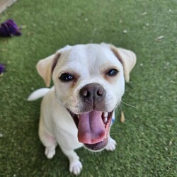 Minnie/Pug / Jack Russell Terrier (Smooth)/Female/1 Year,Hello there, my name is Minnie, and I'm a charming 1 year old female Pug mix with lots of love to share. I've got a zest for life that is just waiting to be explored with you. I'm in my puppy era, so I'm eager to learn about life and everything it has to offer. I'm pretty social but I don't really understand other dogs, so I will need ongoing training to help with my interactions with others. My play mate needs to be calm and neutral with other dogs. I don't have any history with other animals, so I might be curious, but I promise to be on my best behavior. I'm looking for a home where I can get plenty of time to play, explore, and learn. If you work average hours, that's perfect for me! I can entertain myself, but I also love company. I'm best suited for a home with adults or families with children over 12 years old as I am bouncy and am yet to understand that jumping and nipping (mainly to get what I want, when I want it!!) isn't overly fun for humans. My vets have plans to do further surgeries and this will be completed at RSPCA Veterinary Hospital in Yagoona. I would love the chance to settle into my new home first and allow for a smoother recovery. It is recommended that you are located in the Sydney/Illawarra/Central Coast as you will need to travel to Yagoona for further vet appointments. I'm a bundle of joy and energy, and I can't wait to meet you and become a part of your life! Best with Children Aged: 