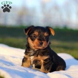 Marshall/Yorkie									Puppy/Male	/8 Weeks,Meet the most darling Yorkshire Terrier, Marshall! This handsome boy is playful yet affectionate and he has a curious personality that keeps every day interesting. Yorkies are well known for their intelligence, trainability & loyalty to their owners, they also tend to shed very little so they make wonderful family pets. We have always loved this breed, their brave and feisty spirit sets them apart from others!